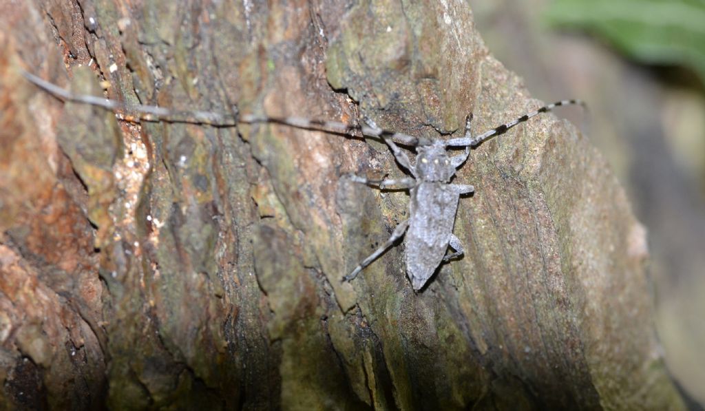 Acanthocinus aedilis, maschio